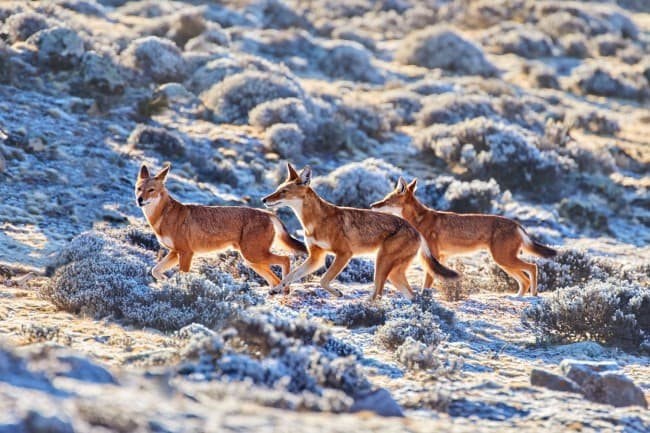 Bale Mountains National Park