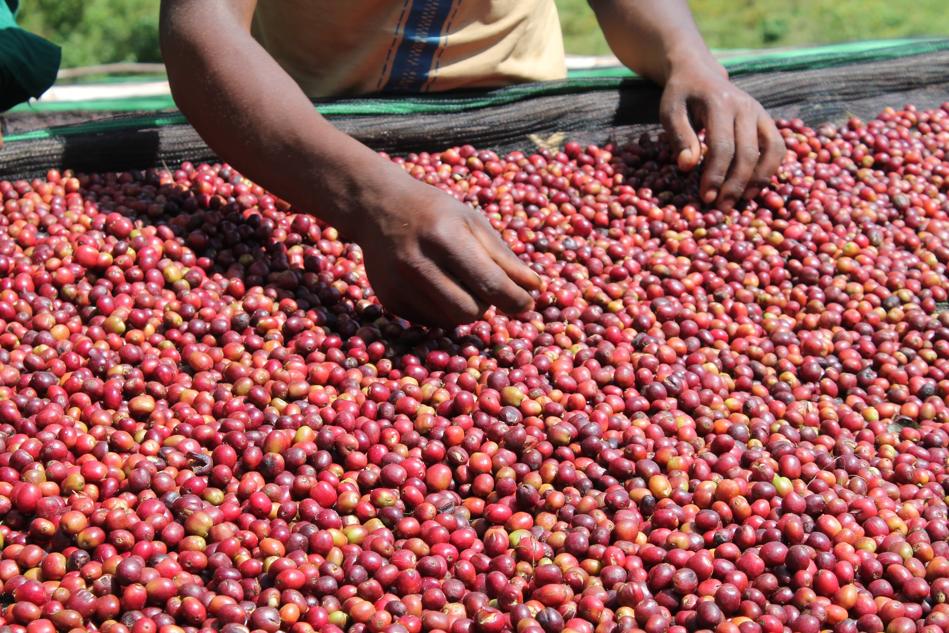 The Birthplace of Coffee: A Ritual of Connection