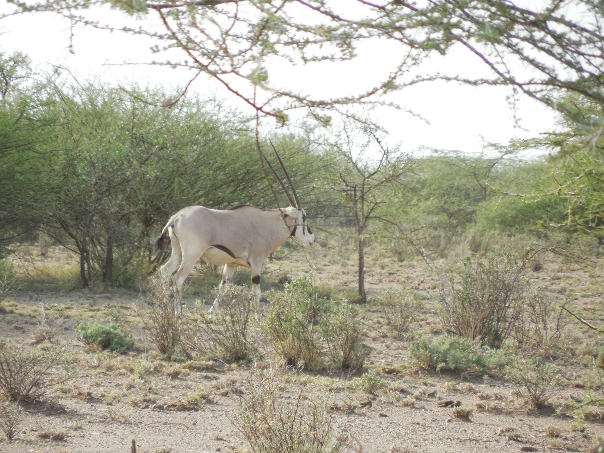 02 days trip - Awash National Park
