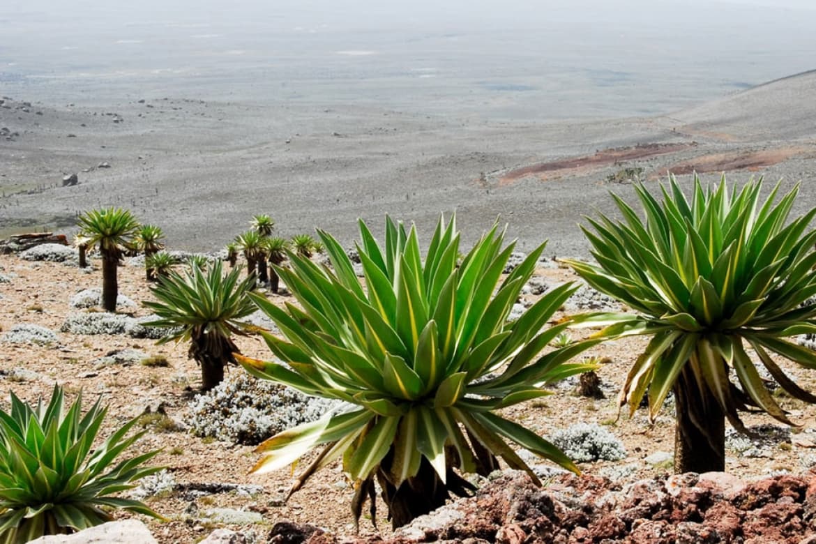 13 days trip - South Ethiopia-Bale Park