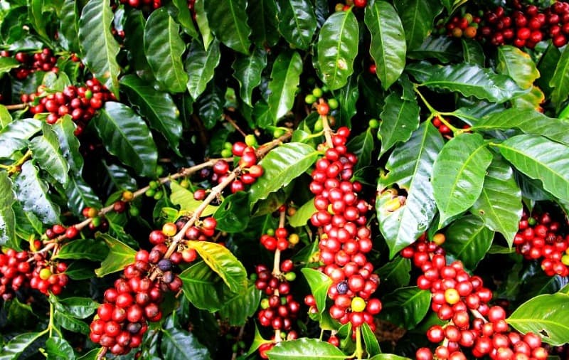 08 days trip - Jimma-Mizanteferi-Bebeka