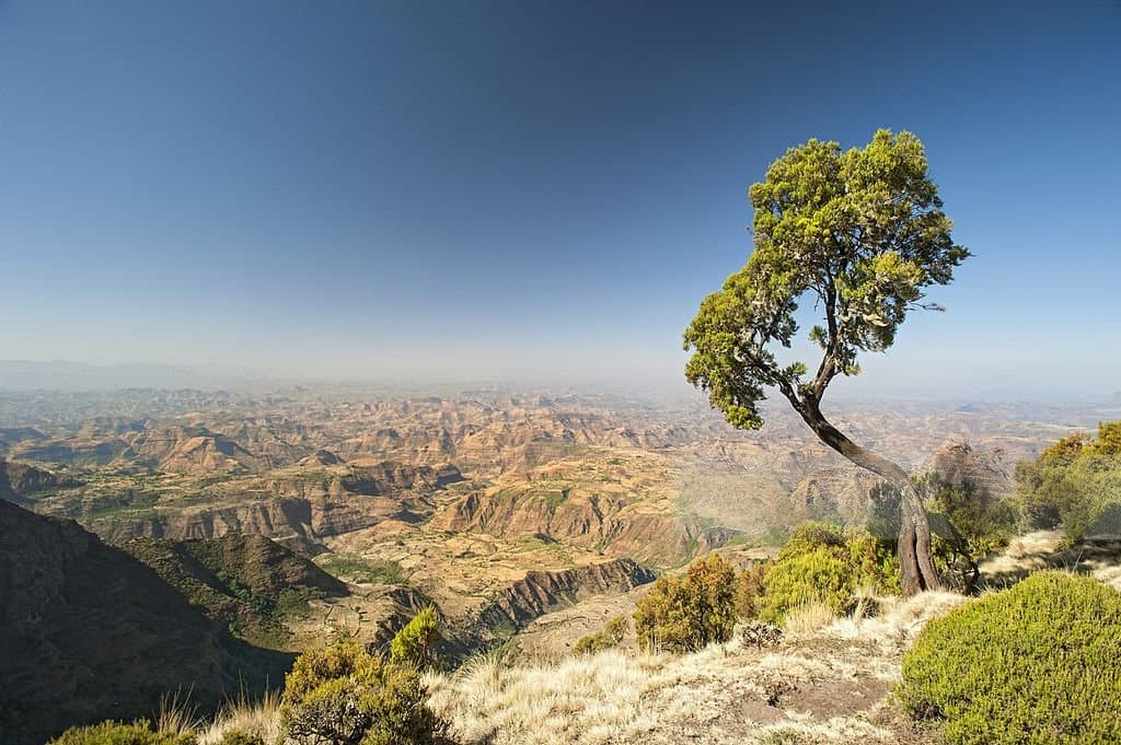 08 days trip - Trekking to Simien Mountains
