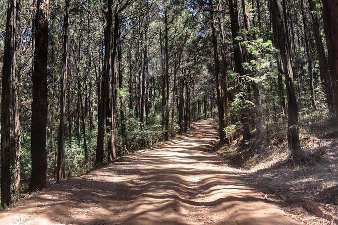 Menagesha Suba Forest