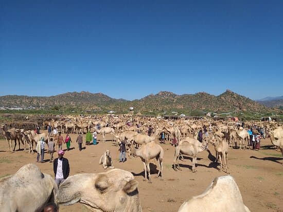 Babile Camel Market