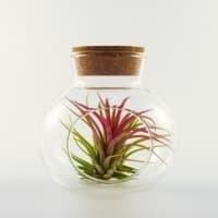 Air plant in a glass terrarium jar, representing sustainability