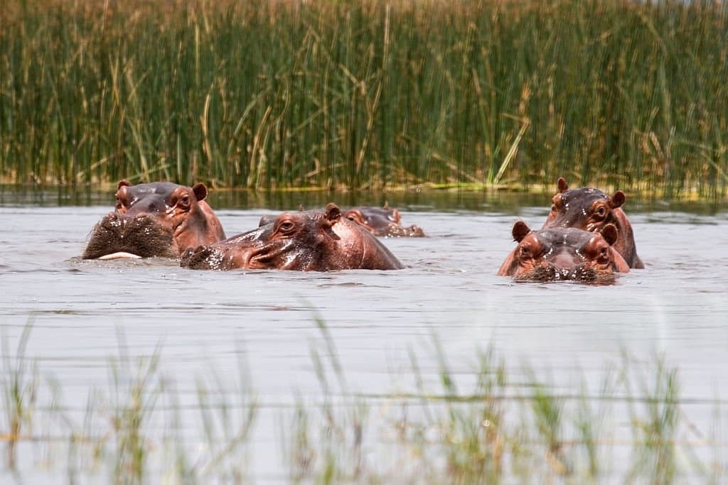 Hippos in Lake Hawassa, Ethiopia