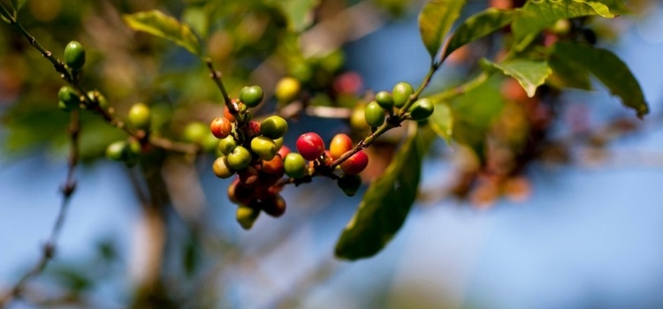 bebeka coffee plantation