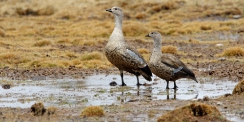 blue-winged-goose