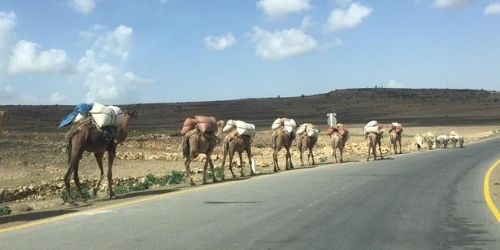 camels
