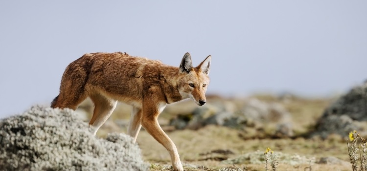ethiopian-wolf