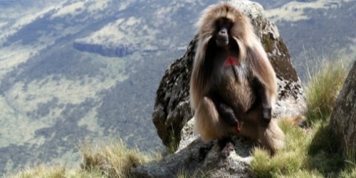 gelada baboons