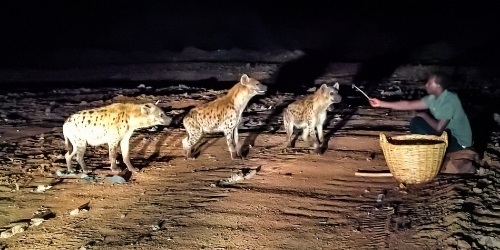 harar-hyena-man-show