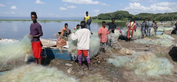 hawassa fish market