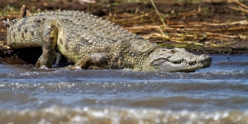 lake-chamo-corocodile