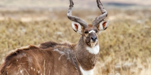 mountain-nyala-dinsho