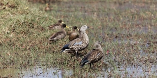 sululta plains birds