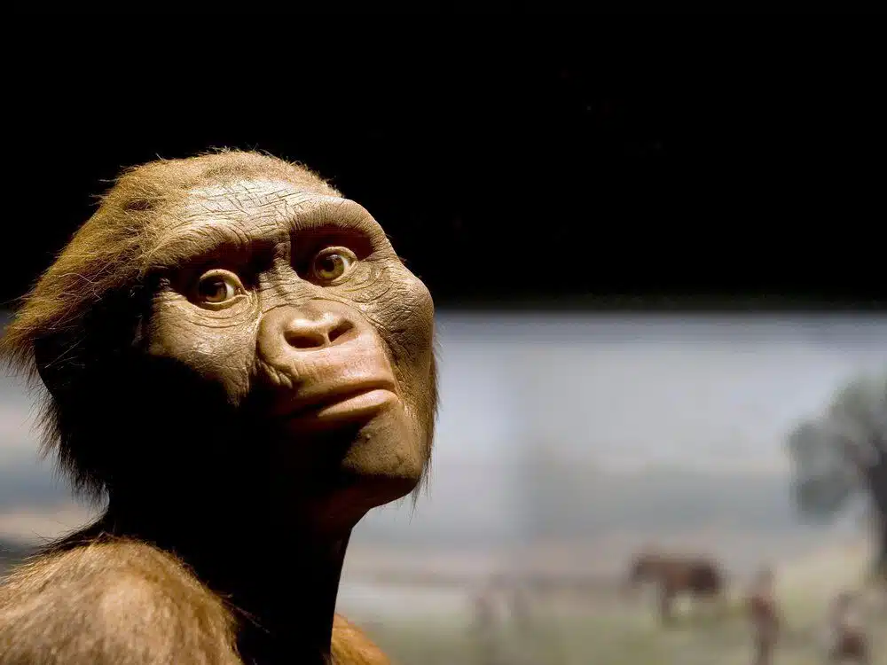 Lucy Australopithecus Fossil Replica