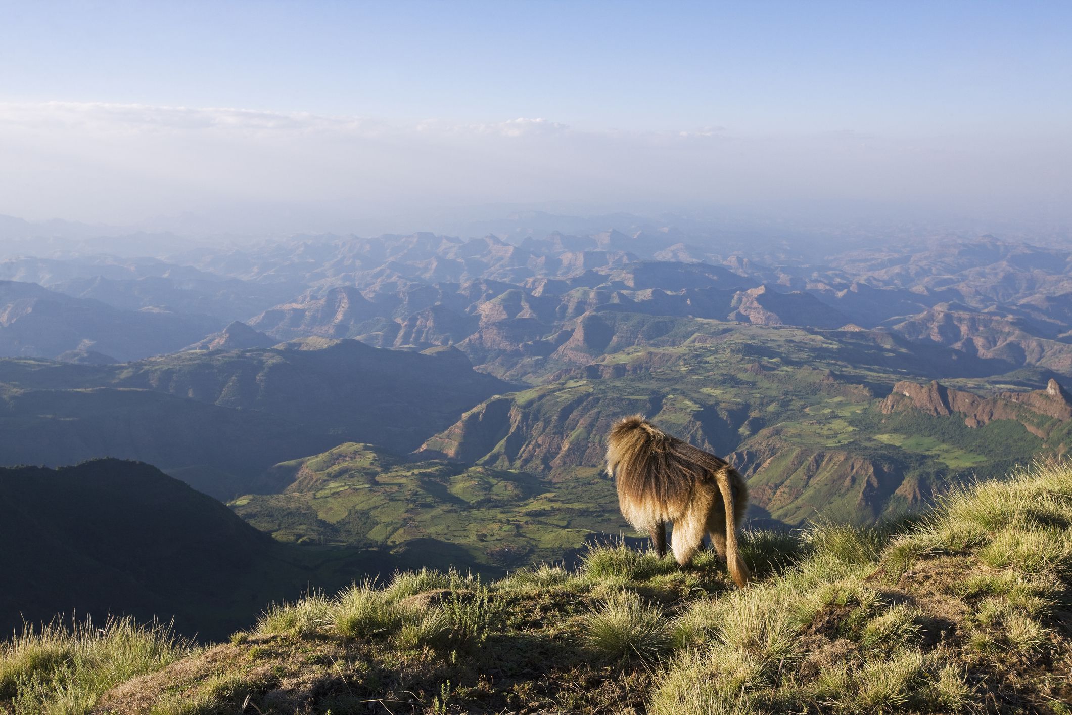 Gelada baboon overlooking the Simien Mountains, Ethiopia